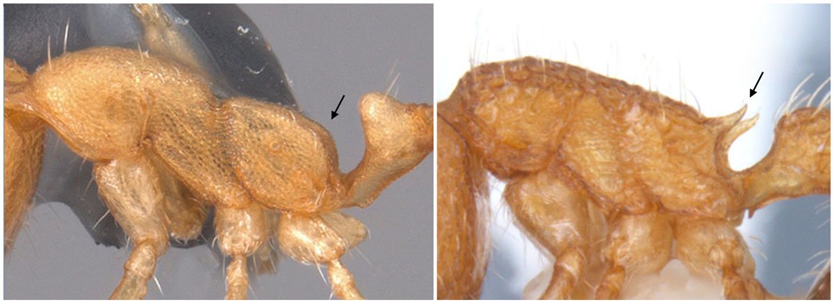Fig 23